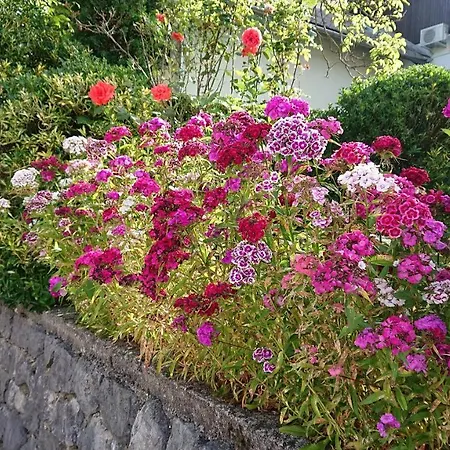 Casa de hóspedes Mimi *