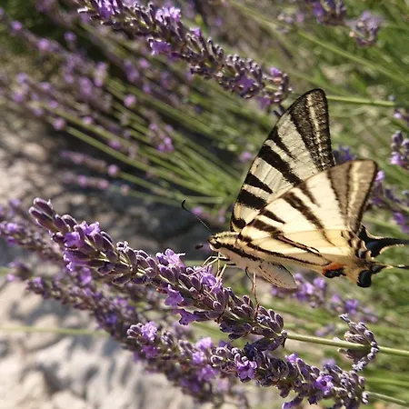 Casa de hóspedes Mimi *